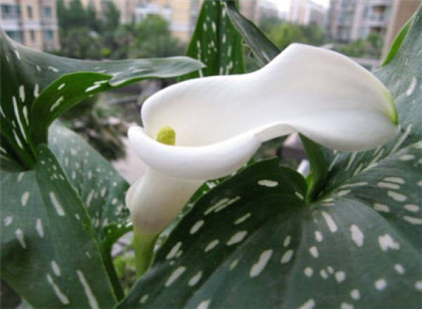 Zantedeschia argentea