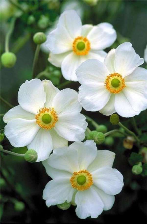 Disease control of anemone Disease control of anemone