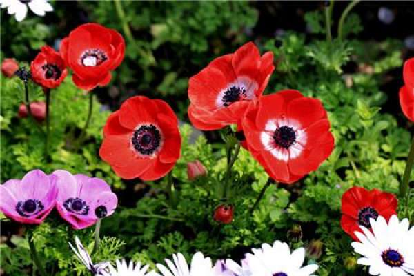 Sowing and Propagation of Anemone