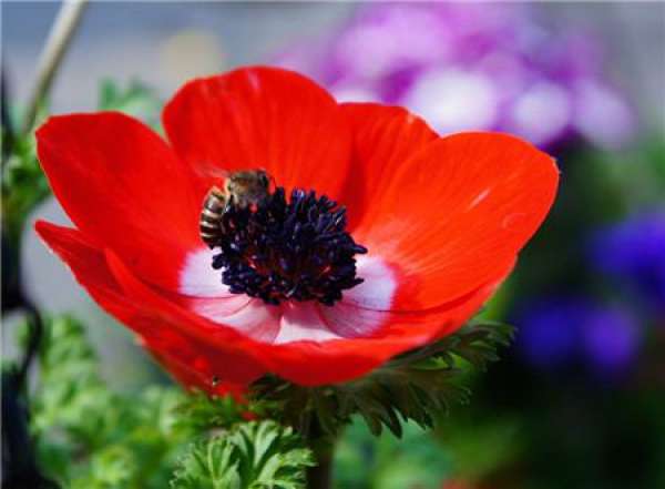 Sowing and Propagation of Anemone