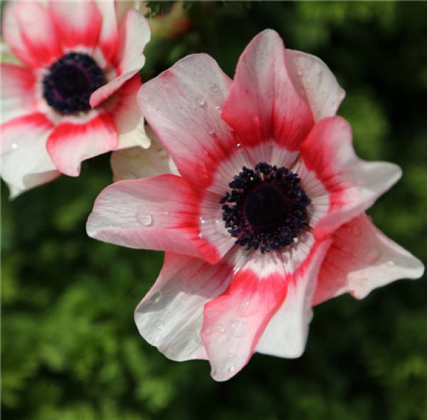 Field Propagation of Anemone