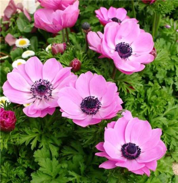 Varieties of anemone