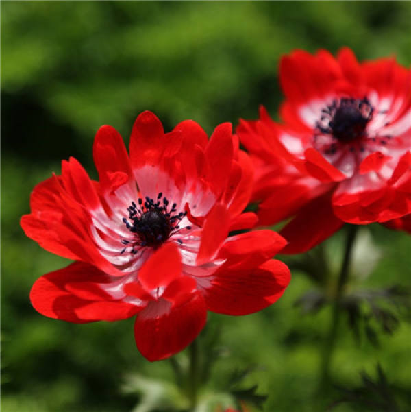 Japanese anemone
