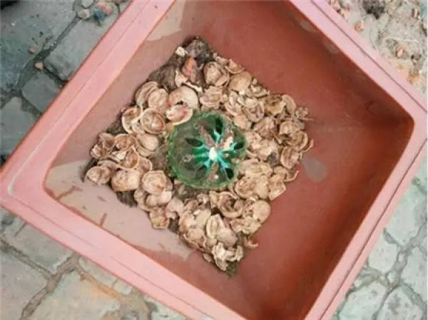 Fruit Shell