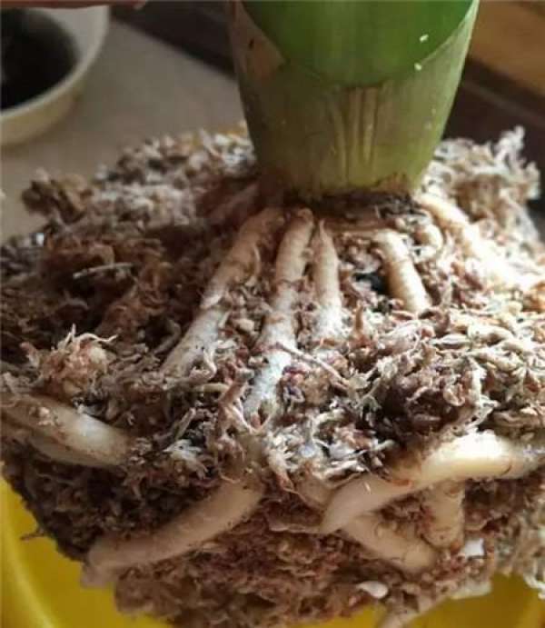 Fruit Shell