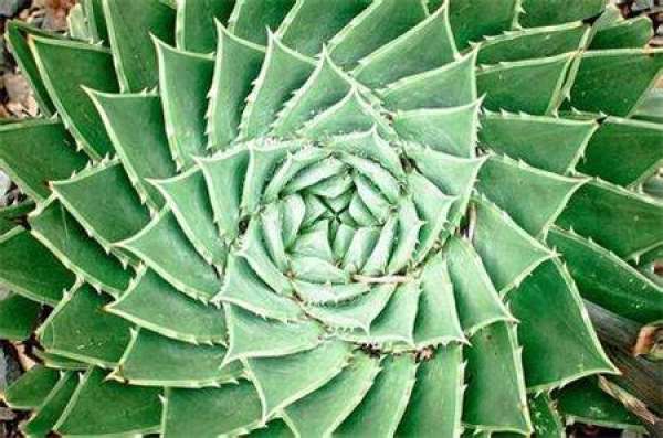 Aloe queen culture
