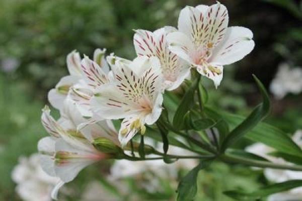 Alstroemeria
