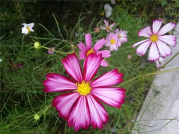 Cosmos