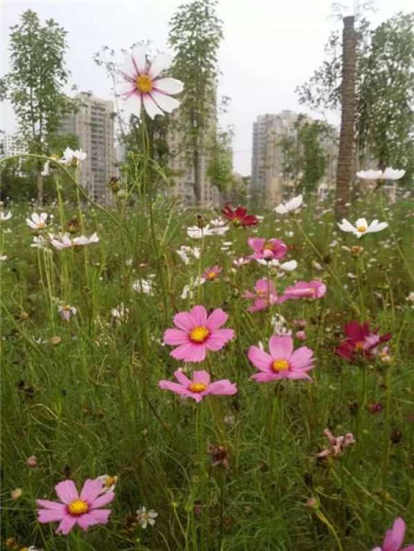 Cosmos