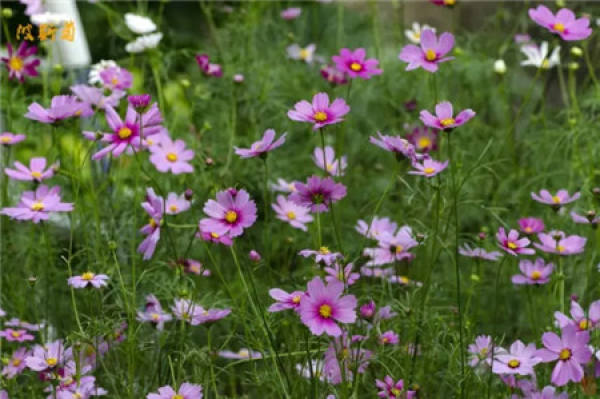 Cosmos