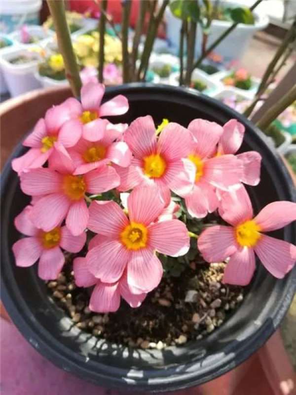 Cosmos