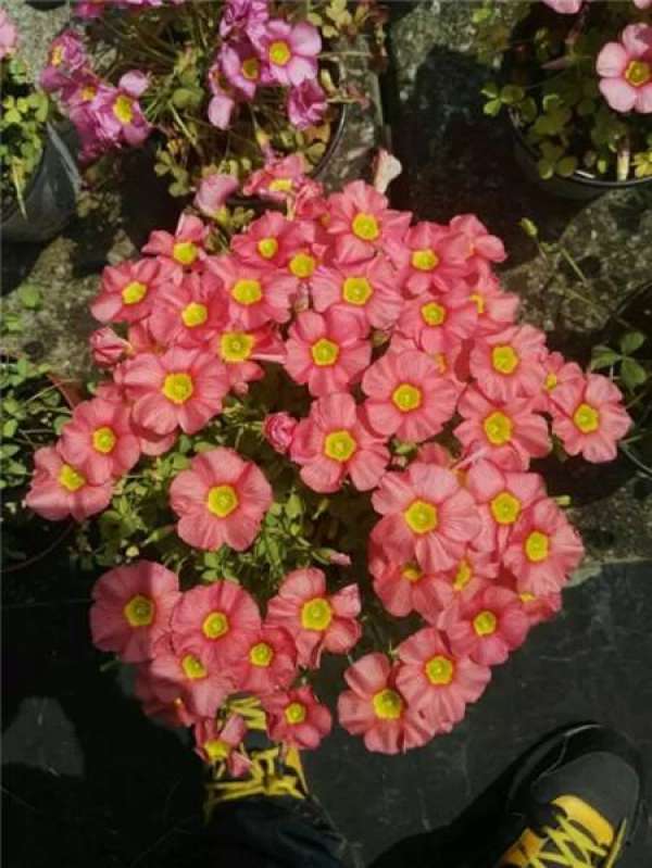 Cosmos