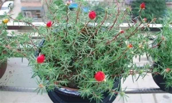 Flowering