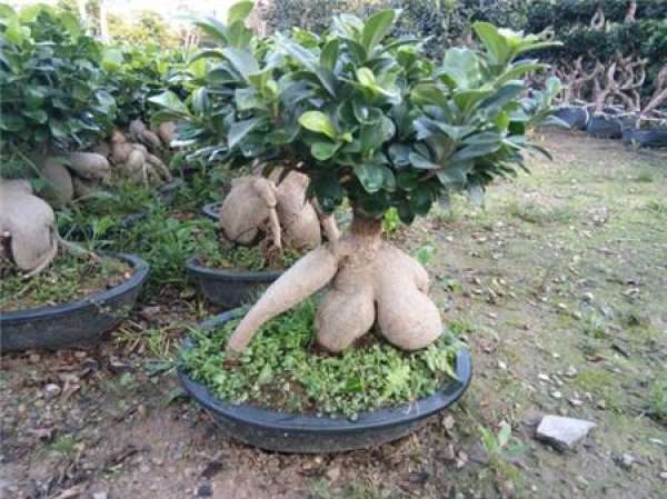 Pruning of Ginseng and Ficus microcarpa