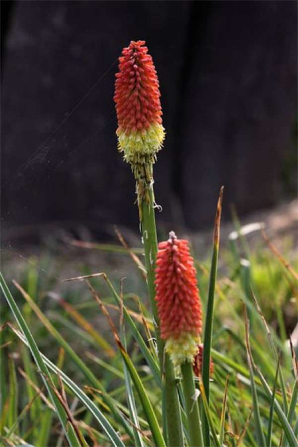 The yellow leaves of torch flower are caused by insufficient light.