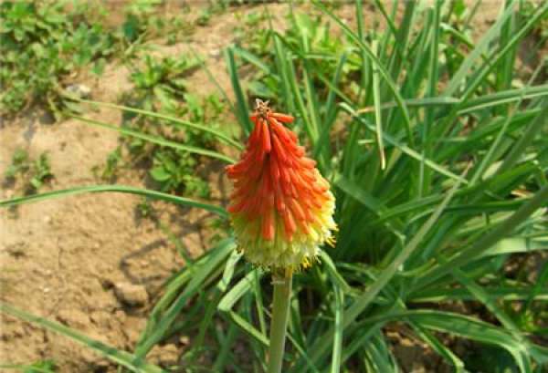 The yellow leaves of torch flower are caused by other reasons.