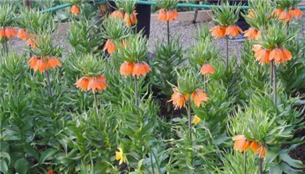Flowering period of Fritillaria