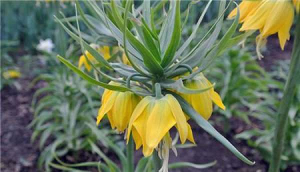 Flowering period of Fritillaria