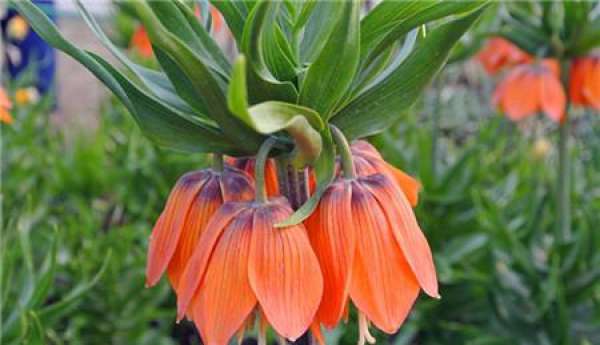 florescence of Fritillaria