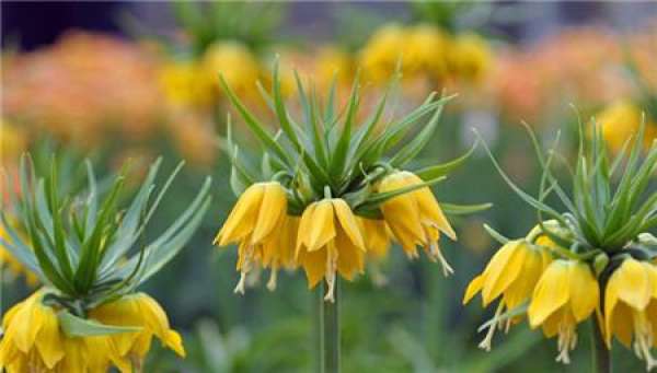 florescence of Fritillaria