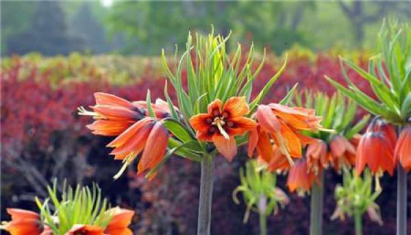 florescence of Fritillaria