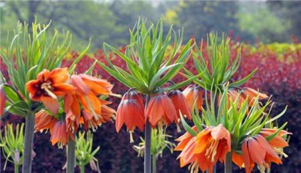 Flowering Fritillaria