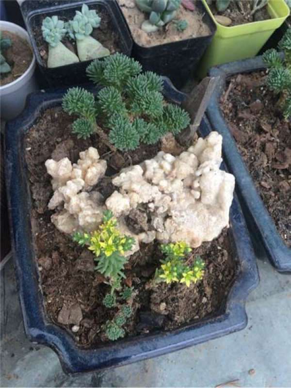 Blossom of pine