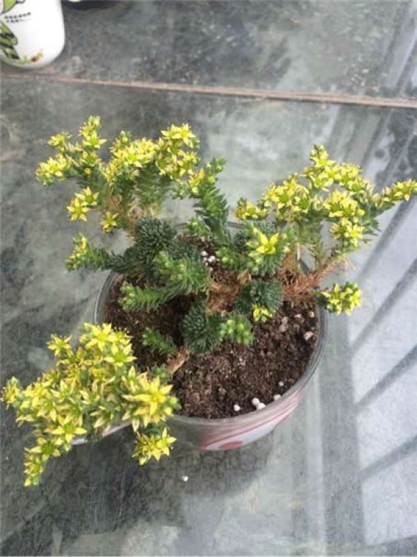 Blossom of pine