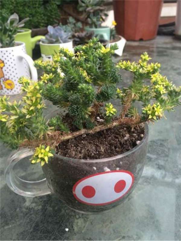 What should I do if the ball pine blossoms?