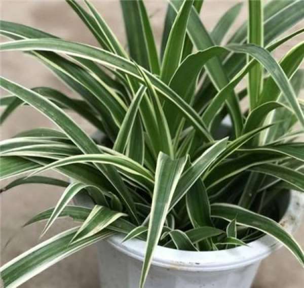 Soil Discomfort
