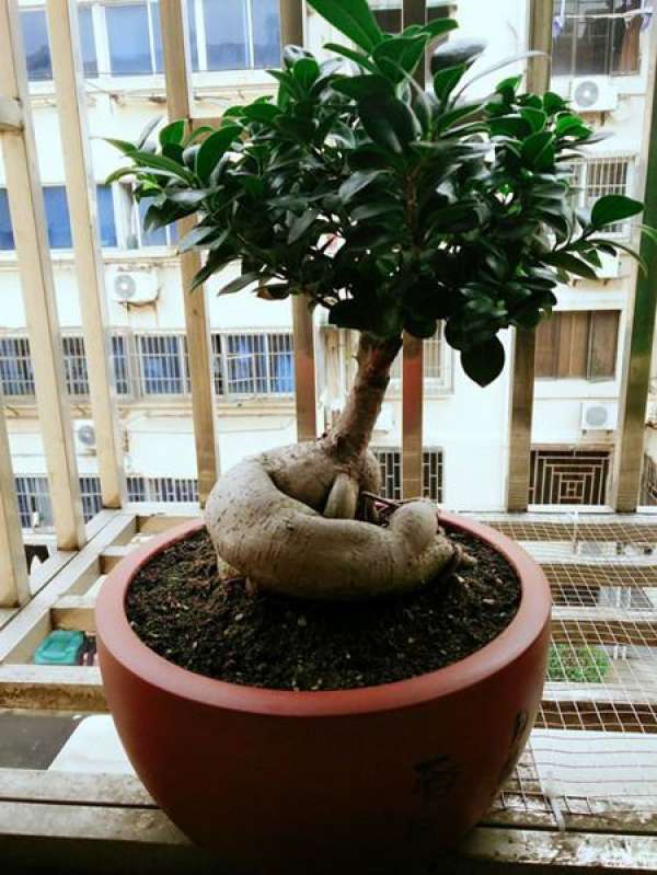 The Light Requirement of Ginseng and Ficus