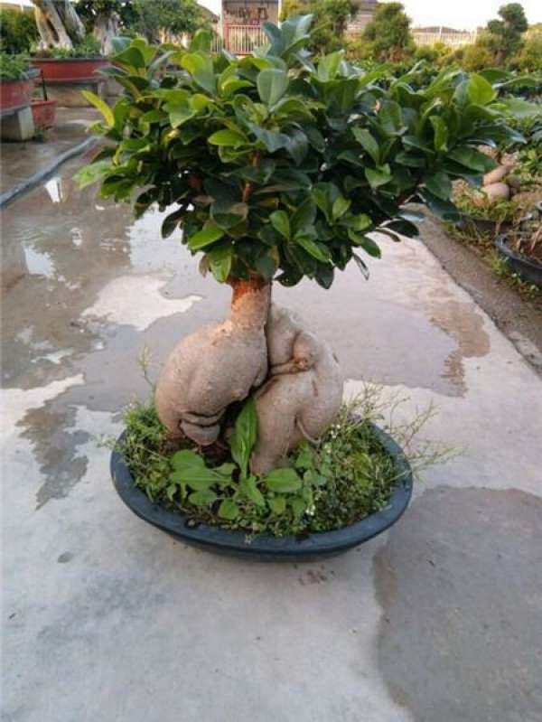 Watering Problem of Ginseng and Ficus microcarpa