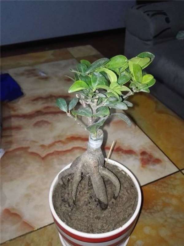 Cutting Propagation of Ficus ginseng