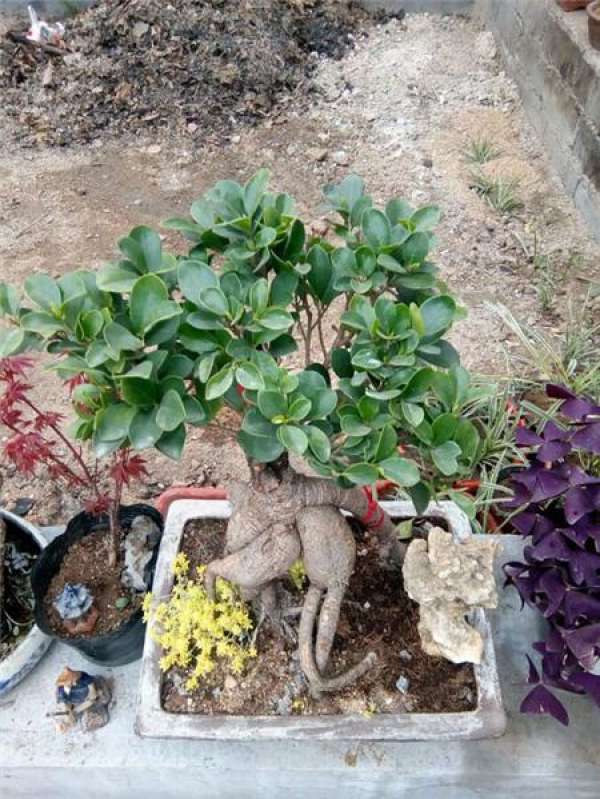 Cutting Propagation of Ficus ginseng