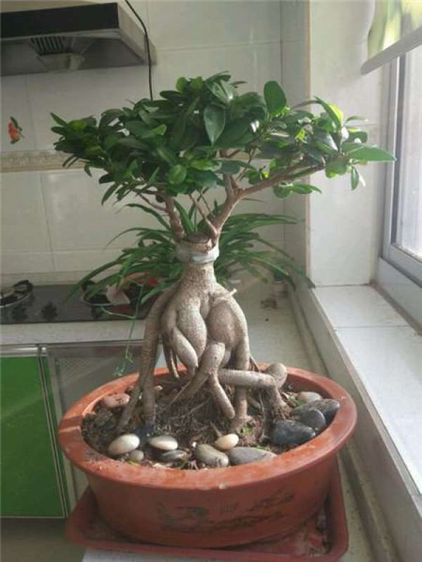 Sowing and Propagation of Ficus ginseng
