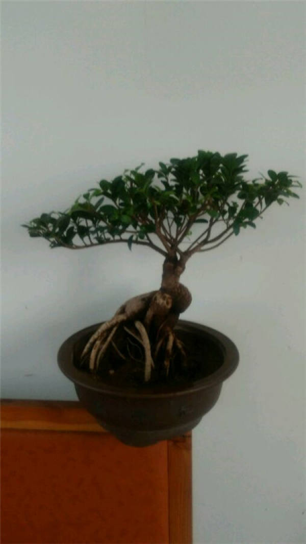 The newly bought ginseng banyan leaves fall off