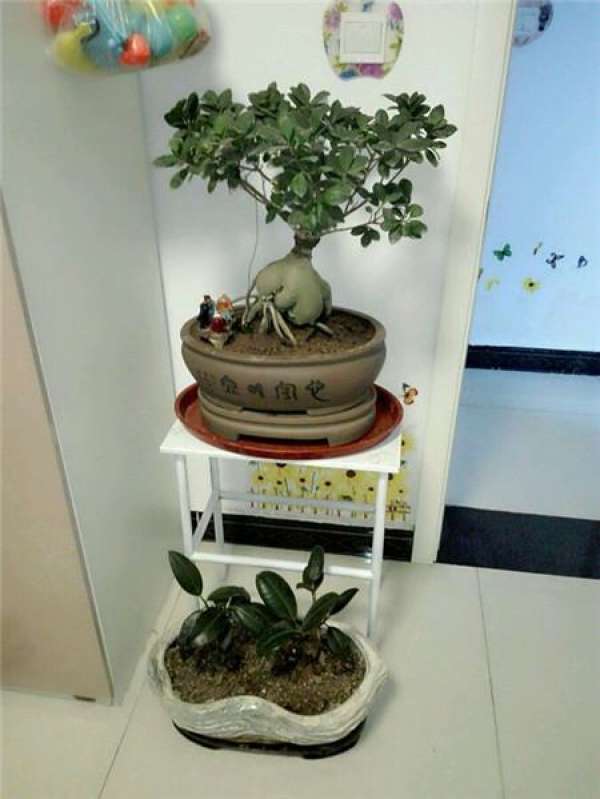 Ginseng and banyan should be taken first.