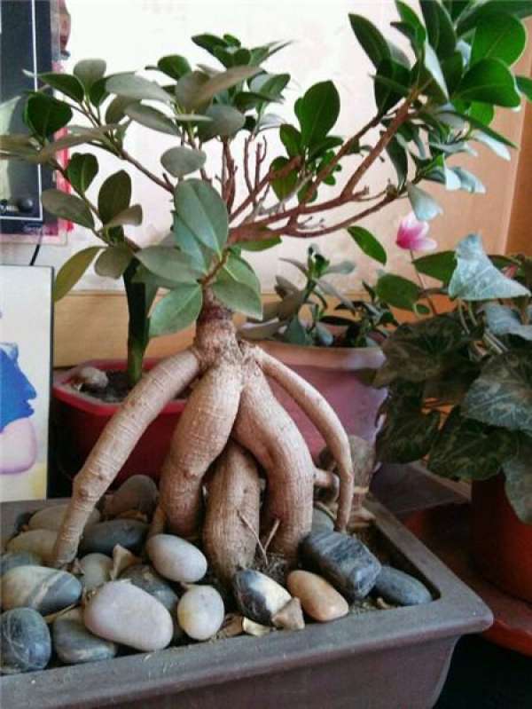 ginseng and banyan should be served first