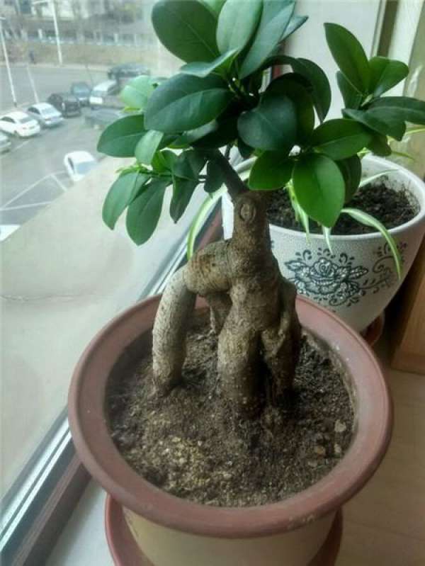 Prevention and control of diseases and insect pests for ginseng and banyan