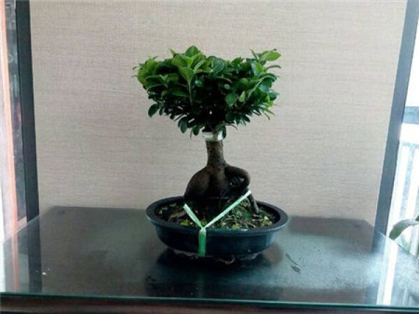Points for attention in repotting of ginseng and banyan
