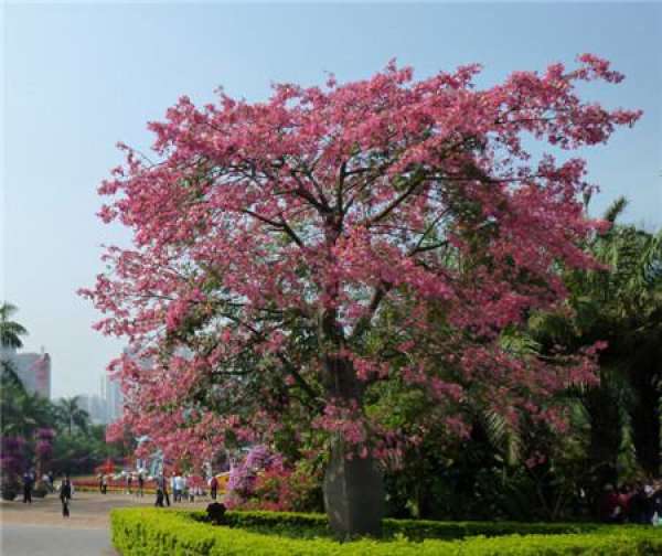 Flowering period of ceiba ceiba