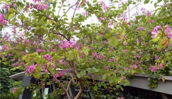 The Flower Language of Beautiful Ceiba