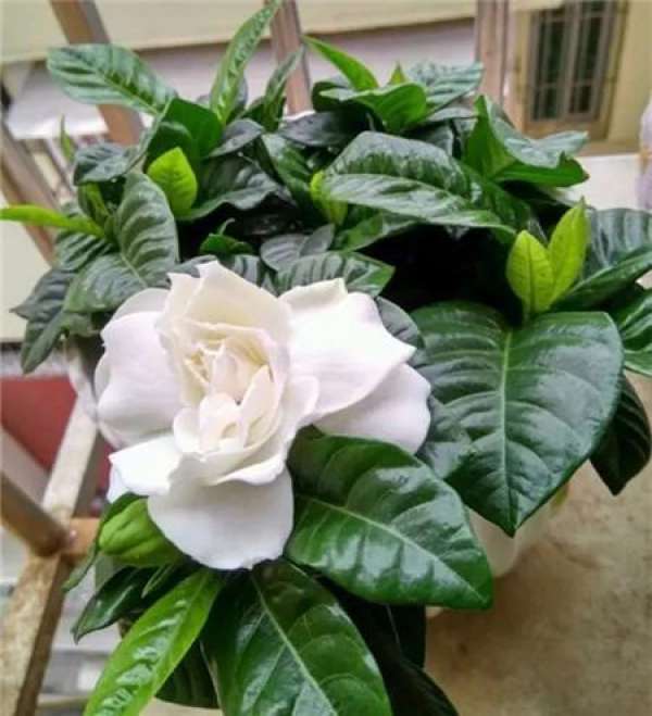 Gardenia