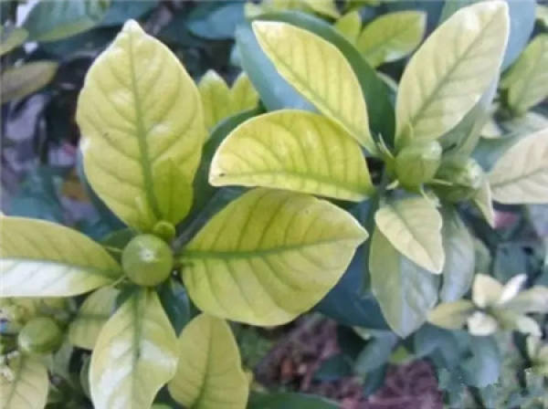 Gardenia