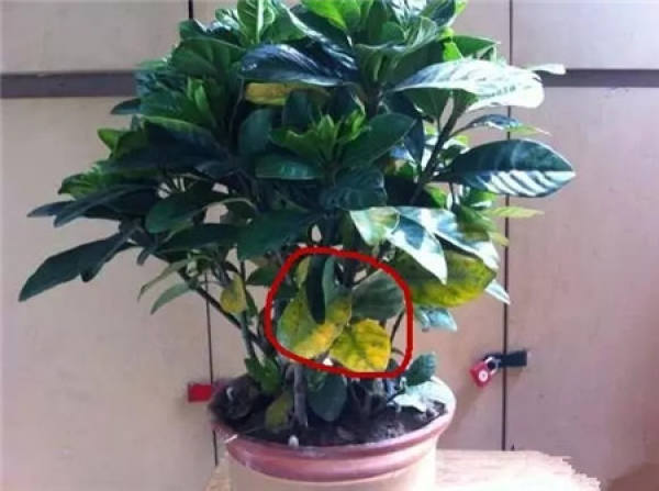Gardenia
