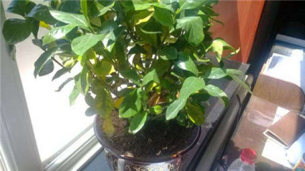 Gardenia