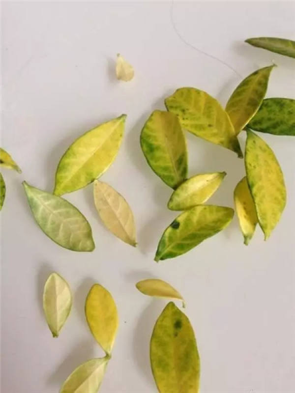 Gardenia