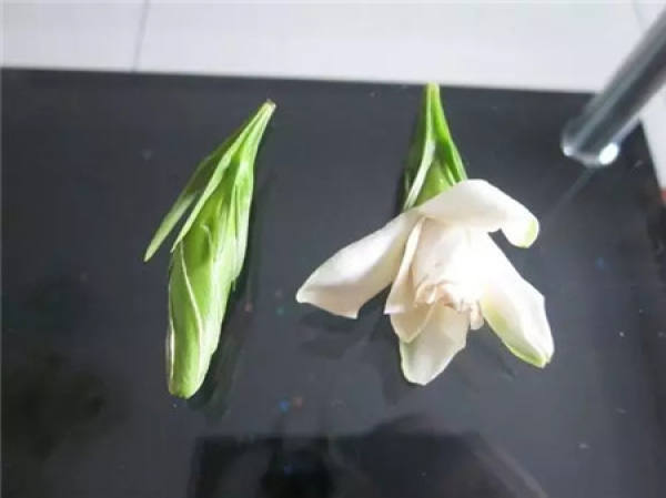 Gardenia