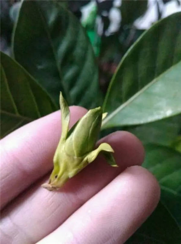 Gardenia