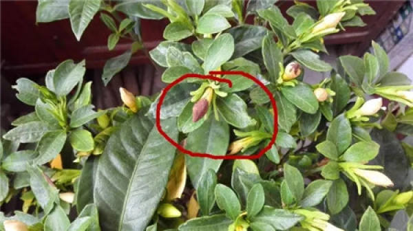 Gardenia